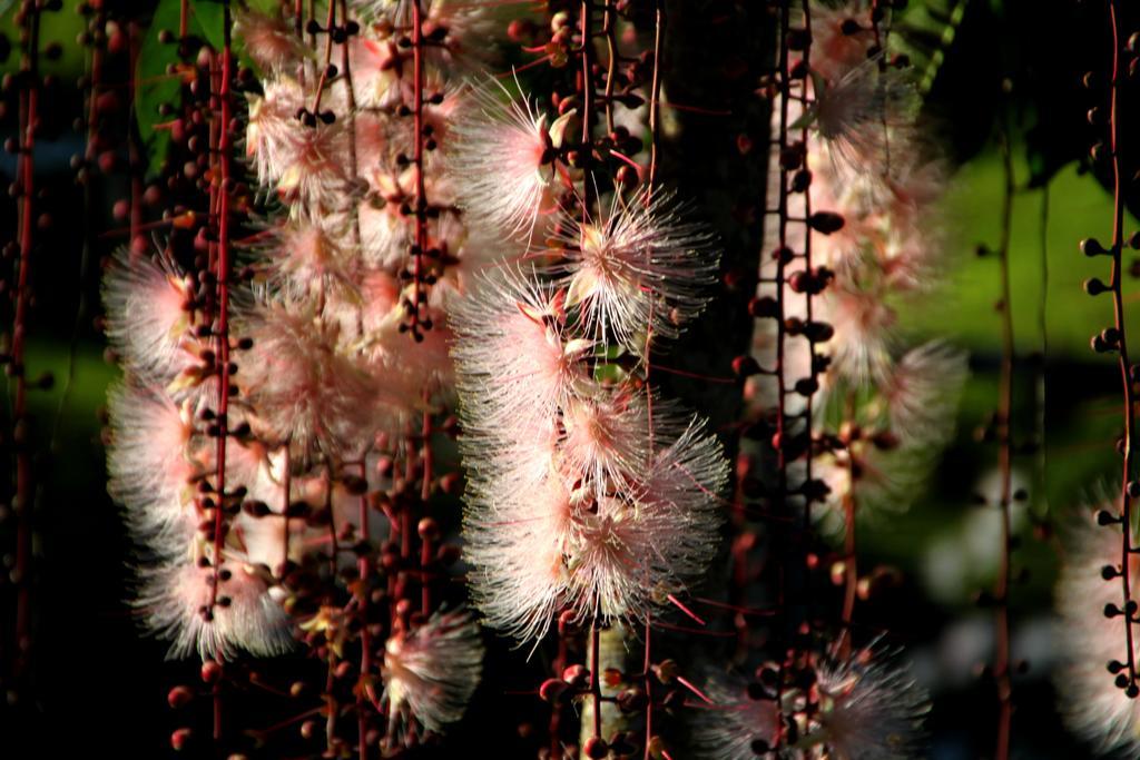 Tree Lake B&B Hualien Shuhu Ngoại thất bức ảnh